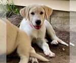 Small #3 Mutt
