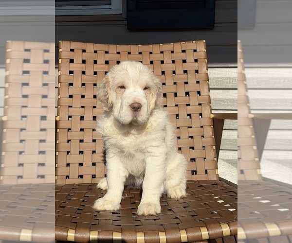 Medium Photo #1 Cocker-Pei Puppy For Sale in WALLAND, TN, USA