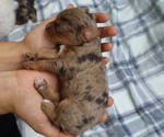 Puppy 5 Cavapoo