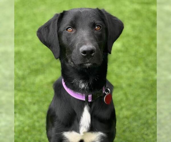 Medium Photo #1 Labrador Retriever-Unknown Mix Puppy For Sale in San Diego, CA, USA