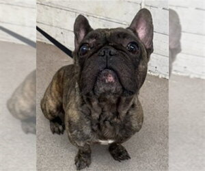 French Bulldog Dogs for adoption in San Bernardino, CA, USA