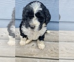 Puppy Male 4 Bernedoodle