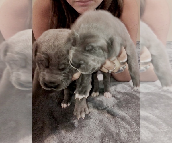 Medium Photo #8 Cane Corso-Daniff Mix Puppy For Sale in MESA, AZ, USA