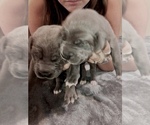 Small Photo #8 Cane Corso-Daniff Mix Puppy For Sale in MESA, AZ, USA