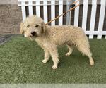 Small Poodle (Miniature) Mix