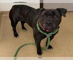 Staffordshire Bull Terrier-Unknown Mix Dogs for adoption in Derwood, MD, USA
