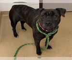 Small Staffordshire Bull Terrier Mix