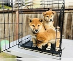 Small Photo #62 Shiba Inu Puppy For Sale in FREMONT, CA, USA