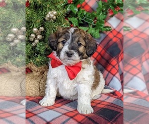 Goldendoodle-Jack Russell Terrier Mix Puppy for sale in NOTTINGHAM, PA, USA