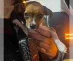 Small Chihuahua Mix
