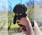 Puppy Archer Poodle (Miniature)-Springerdoodle Mix