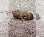 Small Photo #6 Chiweenie-Jack Russell Terrier Mix Puppy For Sale in SAINT AUGUSTINE, FL, USA