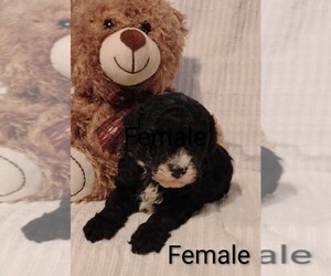 Cockapoo (Miniature) Puppy for sale in FITZGERALD, GA, USA