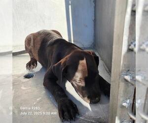 Labrador Retriever-Unknown Mix Dogs for adoption in San Antonio, TX, USA