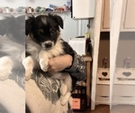 Small Photo #5 Australian Shepherd-Texas Heeler Mix Puppy For Sale in IBERIA, MO, USA