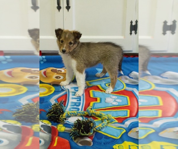 Medium Photo #5 Shetland Sheepdog Puppy For Sale in MILWAUKEE, WI, USA