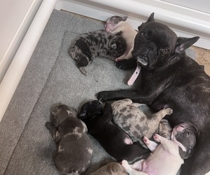 Mother of the French Bulldog puppies born on 03/20/2023