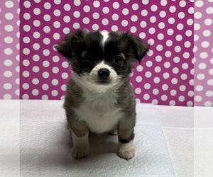 Chihuahua Puppy for sale in AUSTIN, TX, USA