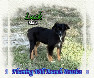 Miniature Australian Shepherd Puppy for sale in FORESTBURG, TX, USA