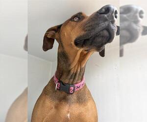 Doberman Pinscher Dogs for adoption in Houston, TX, USA