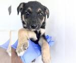 Small German Shepherd Dog Mix