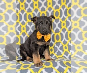 German Shepherd Dog Puppy for sale in KIRKWOOD, PA, USA
