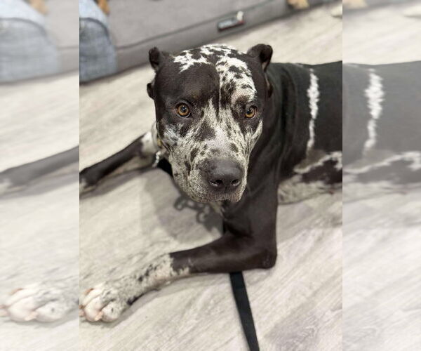 Medium Photo #4 American Bulldog Puppy For Sale in Oro Medonte, Ontario, Canada