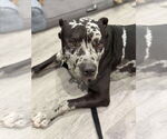 Small #3 American Bulldog