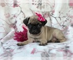 Small Photo #17 Pug Puppy For Sale in LAKELAND, FL, USA