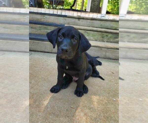 Medium Photo #2 Shepweiller Puppy For Sale in Raleigh, NC, USA