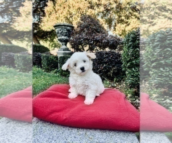 Medium Photo #4 Maltese Puppy For Sale in HAYWARD, CA, USA