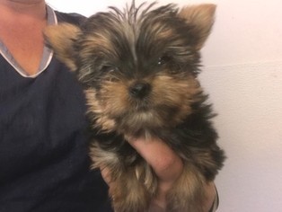 Yorkshire Terrier Puppy for sale in PARKER, CO, USA