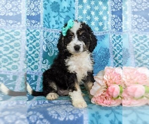 Miniature Bernedoodle Puppy for sale in OXFORD, PA, USA