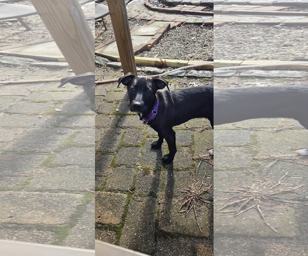 Medium Photo #4 Labradoodle Puppy For Sale in pomfret, CT, USA