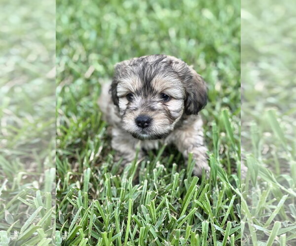 Medium Photo #3 Mutt Puppy For Sale in Rosenberg, TX, USA