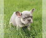 Small #5 French Bulldog
