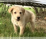 Image preview for Ad Listing. Nickname: Belle