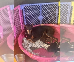 Mother of the Doberman Pinscher puppies born on 06/10/2026