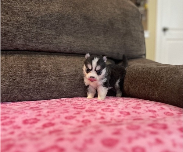 Medium Photo #2 Pomsky Puppy For Sale in DRACUT, MA, USA