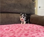 Small #1 Pomsky