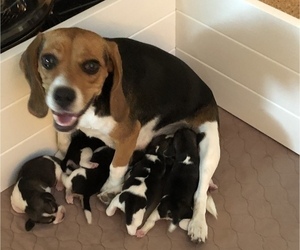 Mother of the Beagle puppies born on 09/11/2021