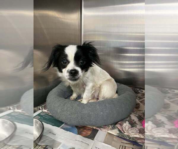 Medium Photo #5 Mutt Puppy For Sale in Candler, NC, USA