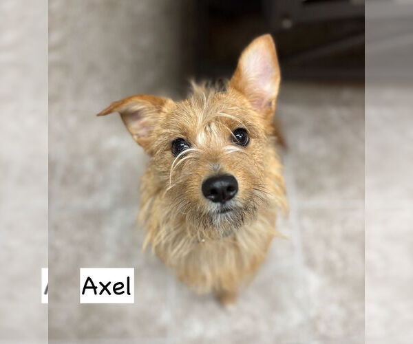 Medium Photo #3 Mutt Puppy For Sale in GILBERTS, IL, USA