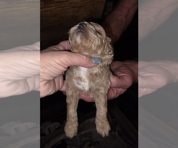 Medium Photo #4 Poodle (Toy) Puppy For Sale in DYERSBURG, TN, USA