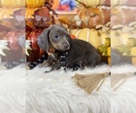 Small #3 Dachshund