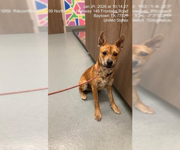 Medium Photo #1 American Pit Bull Terrier-Unknown Mix Puppy For Sale in Baytown, TX, USA