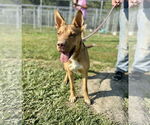 Small Chinese Shar-Pei Mix