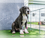 Small #14 Great Dane