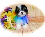 Small Photo #8 Shorkie Tzu Puppy For Sale in HAMMOND, IN, USA