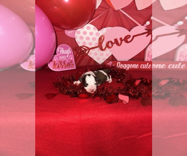 Medium Photo #1 Schnauzer (Miniature) Puppy For Sale in LAFAYETTE, LA, USA